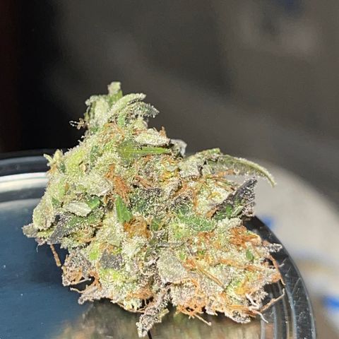 Purple Crash growlog timeline photo