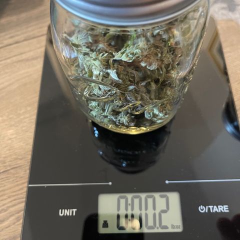 Purple Crash growlog timeline photo