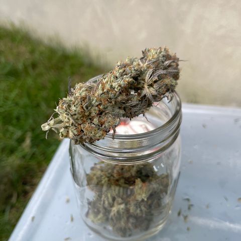 Purple Crash growlog timeline photo