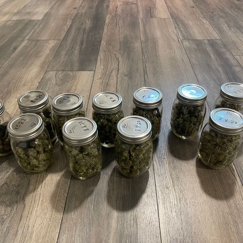 Purple Crash growlog timeline photo