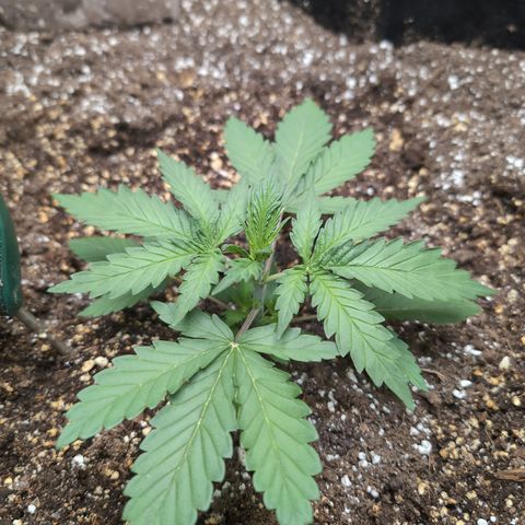 Geezus(75-85 Days) growlog timeline photo