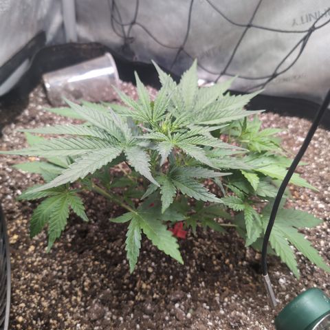 Geezus(75-85 Days) growlog timeline photo