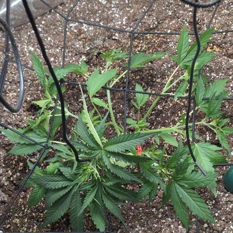 Geezus(75-85 Days) growlog timeline photo