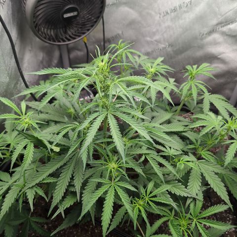 Geezus(75-85 Days) growlog timeline photo