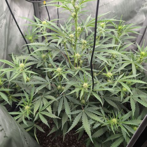 Geezus(75-85 Days) growlog timeline photo