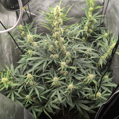 Geezus(75-85 Days) growlog timeline photo