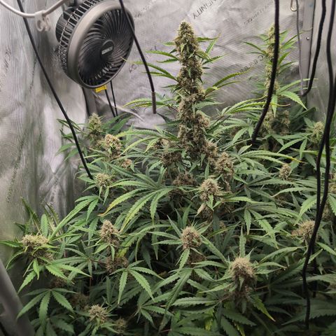 Geezus(75-85 Days) growlog timeline photo