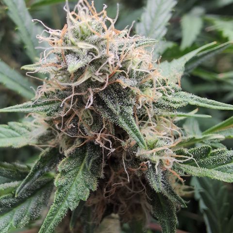 Geezus(75-85 Days) growlog timeline photo