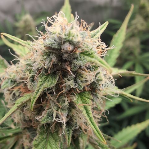 Geezus(75-85 Days) growlog timeline photo