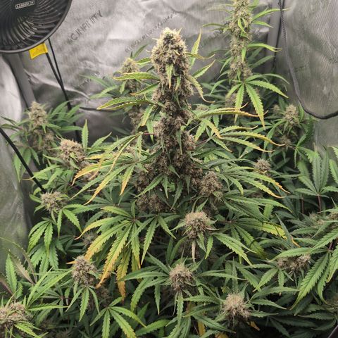 Geezus(75-85 Days) growlog photo: No nitrogen for 1 week now