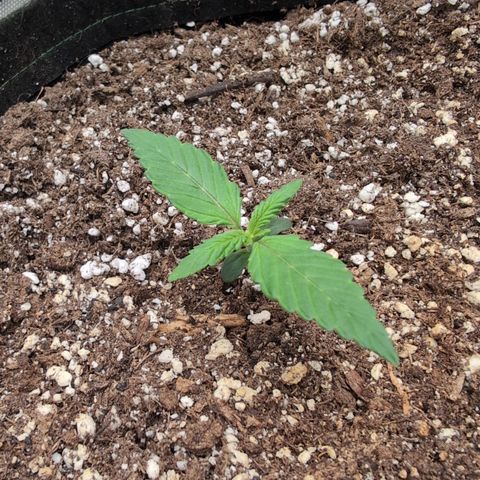 Devil Fruit (75-85) growlog photo