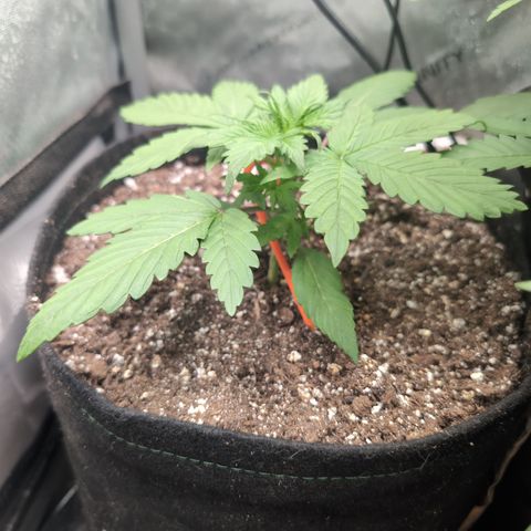 Devil Fruit (75-85) growlog photo