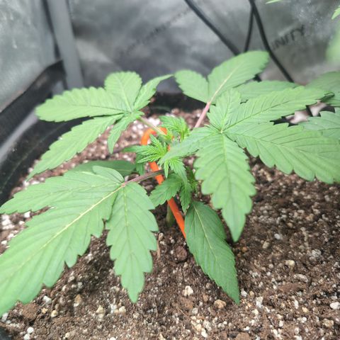 Devil Fruit (75-85) growlog photo