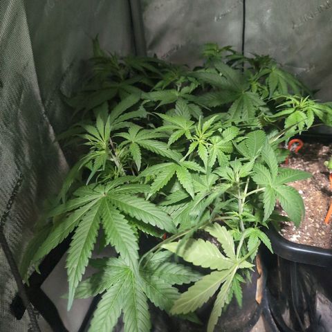 Devil Fruit (75-85) growlog timeline photo