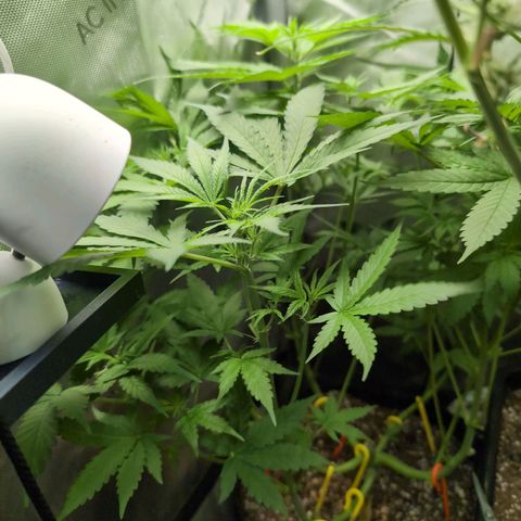 Devil Fruit (75-85) growlog timeline photo