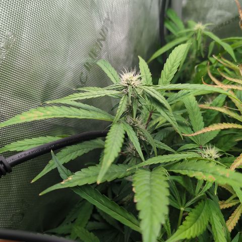 Devil Fruit (75-85) growlog timeline photo