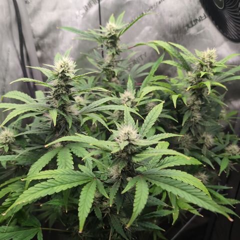 Devil Fruit (75-85) growlog timeline photo