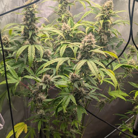 Devil Fruit (75-85) growlog timeline photo