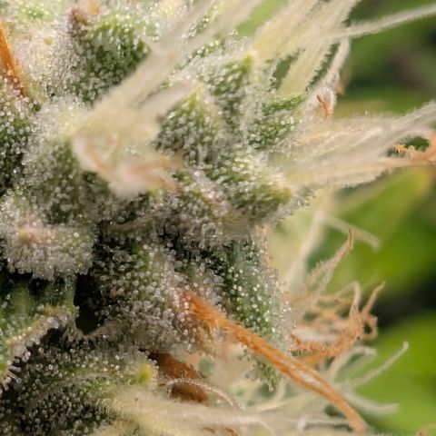 Devil Fruit (75-85) growlog timeline photo