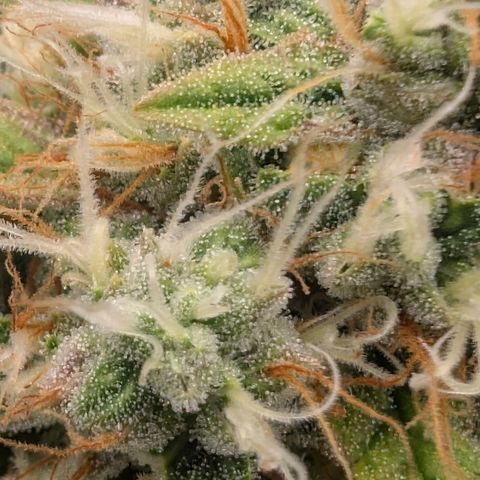 Devil Fruit (75-85) growlog timeline photo