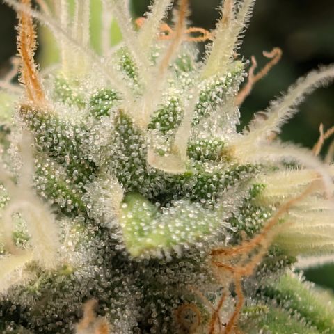Devil Fruit (75-85) growlog timeline photo