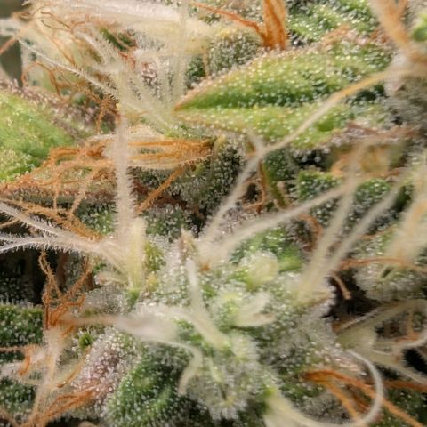 Devil Fruit (75-85) growlog timeline photo