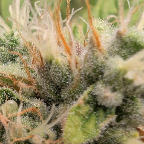 Devil Fruit (75-85) growlog timeline photo