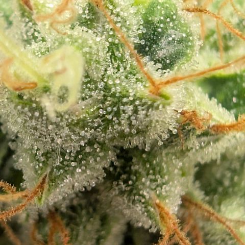 Devil Fruit (75-85) growlog timeline photo