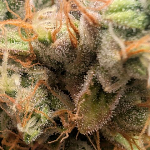 Devil Fruit (75-85) growlog timeline photo