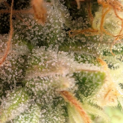 Devil Fruit (75-85) growlog timeline photo