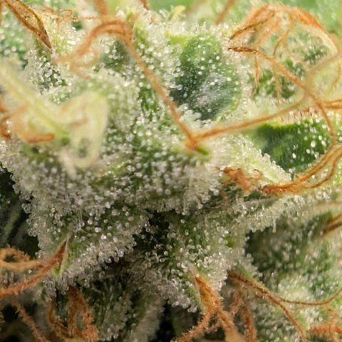 Devil Fruit (75-85) growlog timeline photo