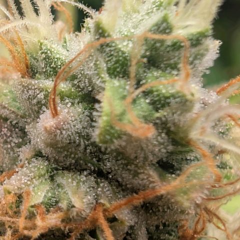 Devil Fruit (75-85) growlog timeline photo