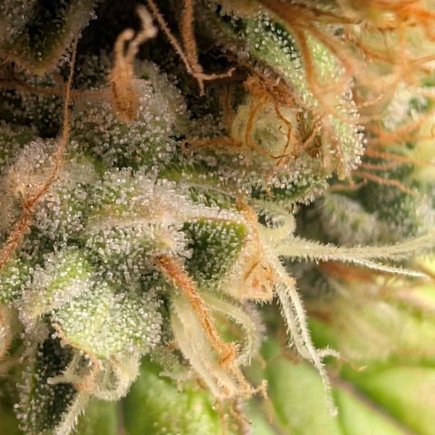 Devil Fruit (75-85) growlog timeline photo