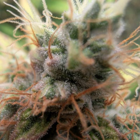 Devil Fruit (75-85) growlog timeline photo