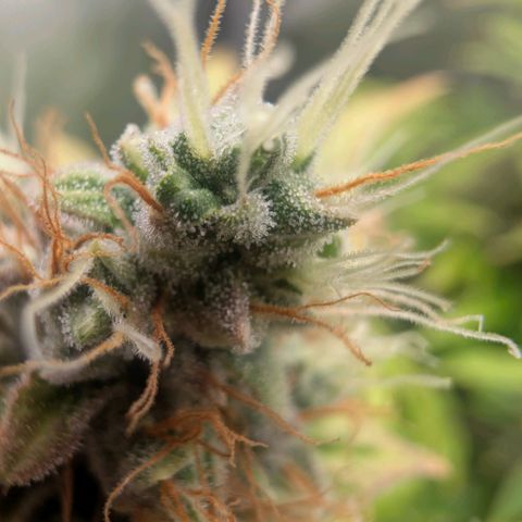 Devil Fruit (75-85) growlog timeline photo