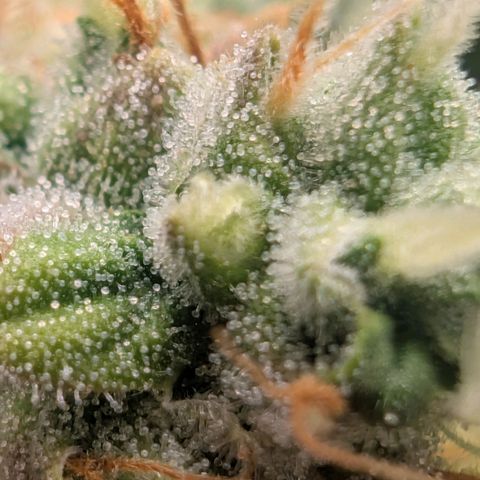 Devil Fruit (75-85) growlog timeline photo