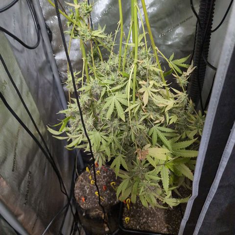 Devil Fruit (75-85) growlog timeline photo