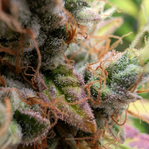 Devil Fruit (75-85) growlog timeline photo