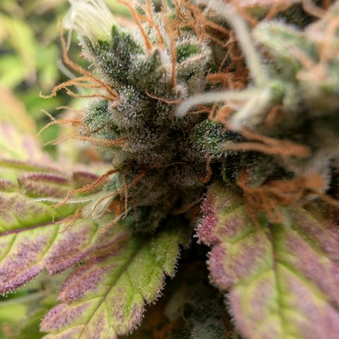 Devil Fruit (75-85) growlog timeline photo