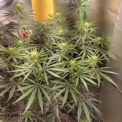 Tropicana Poison  growlog photo: 11 dias de flora