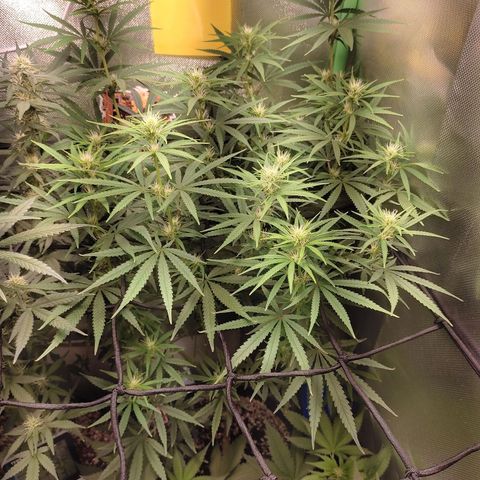 Tropicana Poison  growlog photo: 12 dias flora 