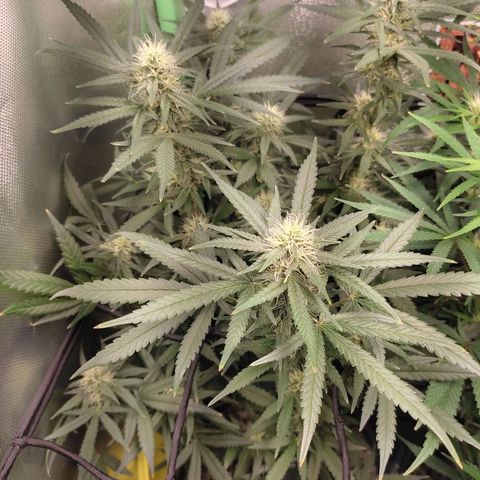 Green Crack growlog photo: 33 dias flora 