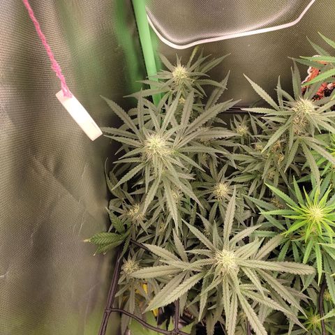 Green Crack growlog timeline photo
