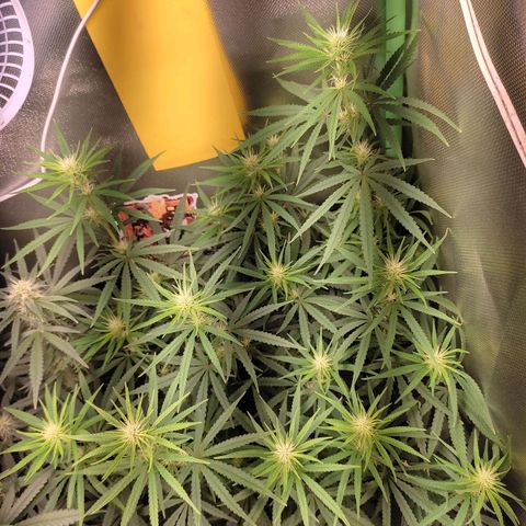 Tropicana Poison  growlog timeline photo
