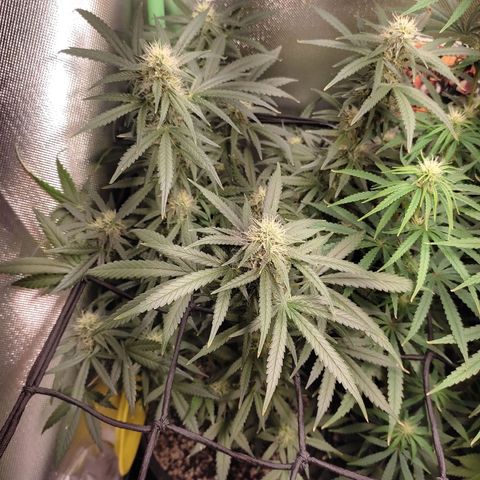 Green Crack growlog photo: Rega mano grow