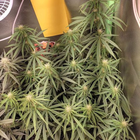 Tropicana Poison  growlog photo: Rega mano grow 