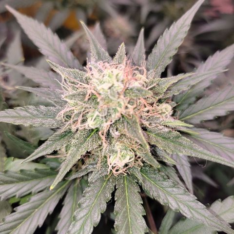 Green Crack growlog photo: 37 dias de flora 