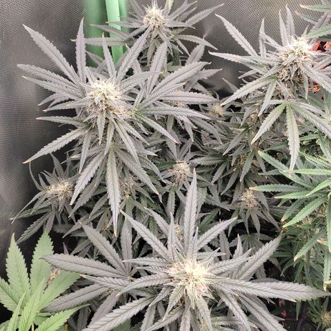 Green Crack growlog timeline photo