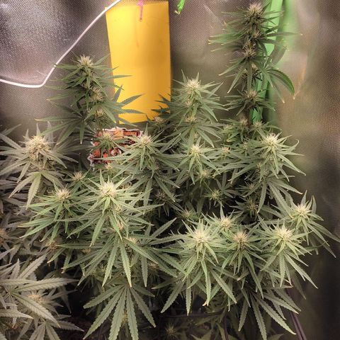 Tropicana Poison  growlog timeline photo