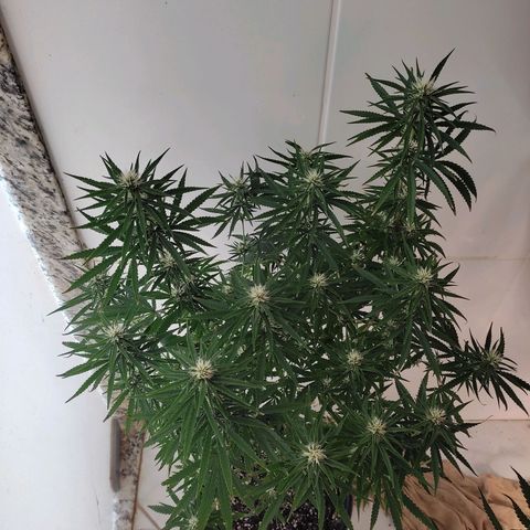 Tropicana Poison  growlog timeline photo